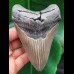 11,6 cm großer gut erhaltener Zahn des Megalodon