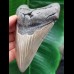 11,6 cm großer gut erhaltener Zahn des Megalodon