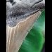 11,6 cm großer gut erhaltener Zahn des Megalodon