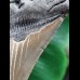 11.6 cm large well-preserved tooth of the Megalodon