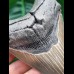 11.6 cm large well-preserved tooth of the Megalodon