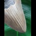 11.6 cm large well-preserved tooth of the Megalodon