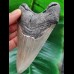 11.6 cm large well-preserved tooth of the Megalodon