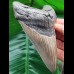 11.6 cm large well-preserved tooth of the Megalodon