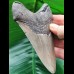 11,6 cm großer gut erhaltener Zahn des Megalodon