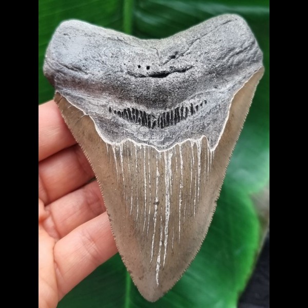 11,6 cm großer Zahn des Megalodon mit guter Zahnung