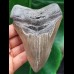 11,6 cm großer Zahn des Megalodon mit guter Zahnung