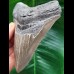 11.6 cm large tooth of Megalodon with good serration