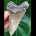 11,6 cm großer Zahn des Megalodon mit guter Zahnung
