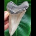 11.6 cm large tooth of Megalodon with good serration