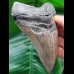 11,6 cm großer Zahn des Megalodon mit guter Zahnung