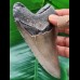 11,6 cm großer Zahn des Megalodon mit guter Zahnung