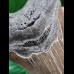 11.6 cm large tooth of Megalodon with good serration