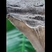 11.6 cm large tooth of Megalodon with good serration