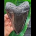 15,5 cm großer polierter Zahn des Megalodon