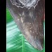 15,5 cm großer polierter Zahn des Megalodon