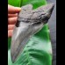 13,5 cm graublauer, scharfer Zahn des Megalodon