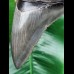13,5 cm graublauer, scharfer Zahn des Megalodon