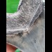 13,5 cm graublauer, scharfer Zahn des Megalodon