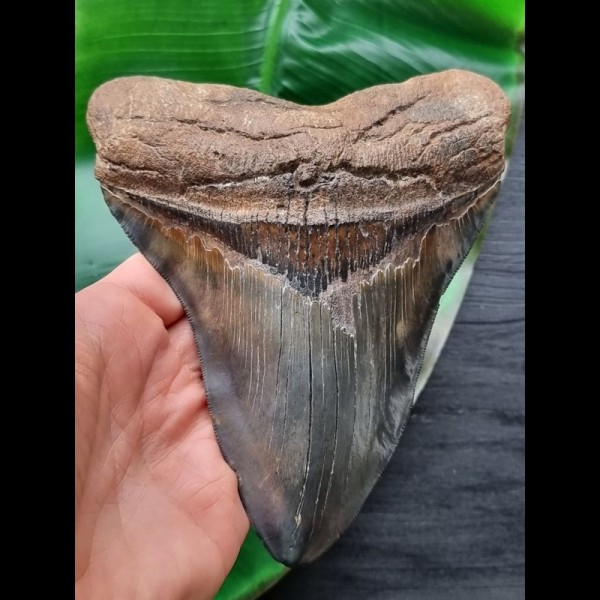 15.4 cm very large, impressive tooth of the Megalodon