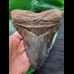 15,4 cm sehr großer, beeindruckender Zahn des Megalodon