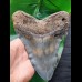 15,4 cm sehr großer, beeindruckender Zahn des Megalodon