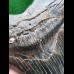 15,3 cm breiter massiver Zahn des Megalodon