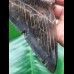 15,3 cm breiter massiver Zahn des Megalodon