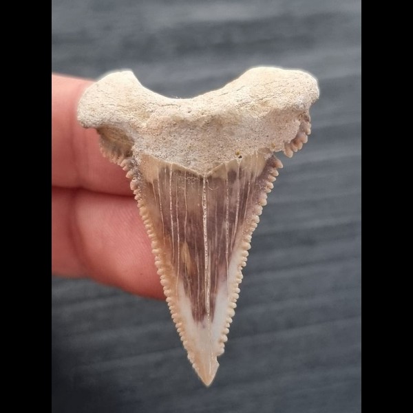 4,5 cm scharfer Zahn des Palaeocarcharodon Orientalis