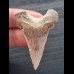 4,5 cm scharfer Zahn des Palaeocarcharodon Orientalis