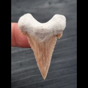 4.4 cm very sharp tooth Palaeocarcharodon Orientalis