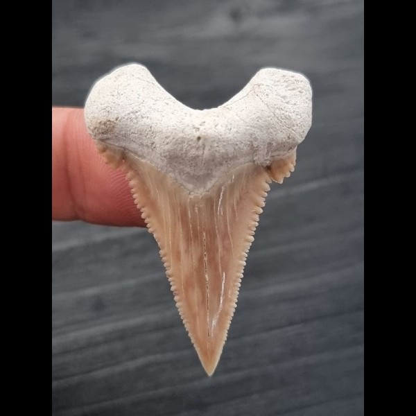 4,4 cm sehr scharfer Zahn Palaeocarcharodon Orientalis