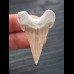 4,4 cm sehr scharfer Zahn Palaeocarcharodon Orientalis