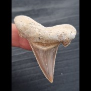5.1 cm beautiful tooth of Otodus sokolovi