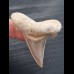 5,1 cm schöner Zahn des Otodus sokolovi