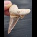 5,1 cm schöner Zahn des Otodus sokolovi
