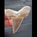 5.1 cm beautiful tooth of Otodus sokolovi