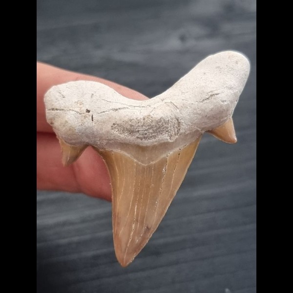 5.7 cm tooth of the Otodus obliquus