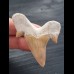5.7 cm tooth of the Otodus obliquus