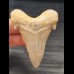 6.9 cm sharp tooth of Otodus sokolovi