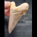 6.9 cm sharp tooth of Otodus sokolovi
