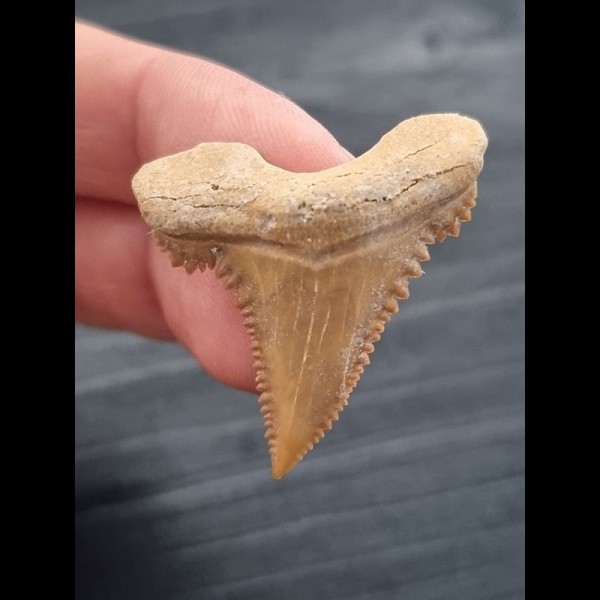 4.3 cm large sharp tooth of Palaeocarcharodon Orientalis