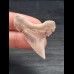 4.3 cm sharp bright tooth of Palaeocarcharodon Orientalis