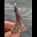 5.6 cm dark brown tooth of Onchopristis numidus