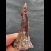 5.6 cm dark brown tooth of Onchopristis numidus