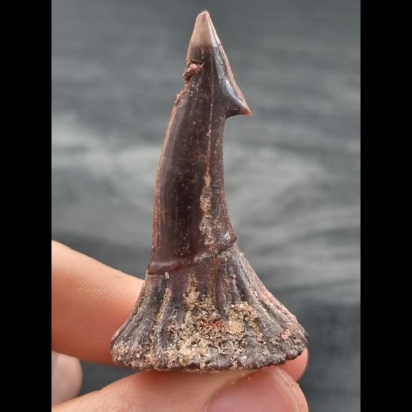 5.6 cm dark brown tooth of Onchopristis numidus