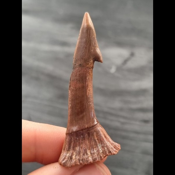 5.5 cm reddish filigree tooth of Onchopristis numidus