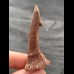 5.5 cm reddish filigree tooth of Onchopristis numidus
