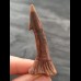 5.5 cm reddish filigree tooth of Onchopristis numidus