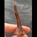 5.5 cm reddish filigree tooth of Onchopristis numidus